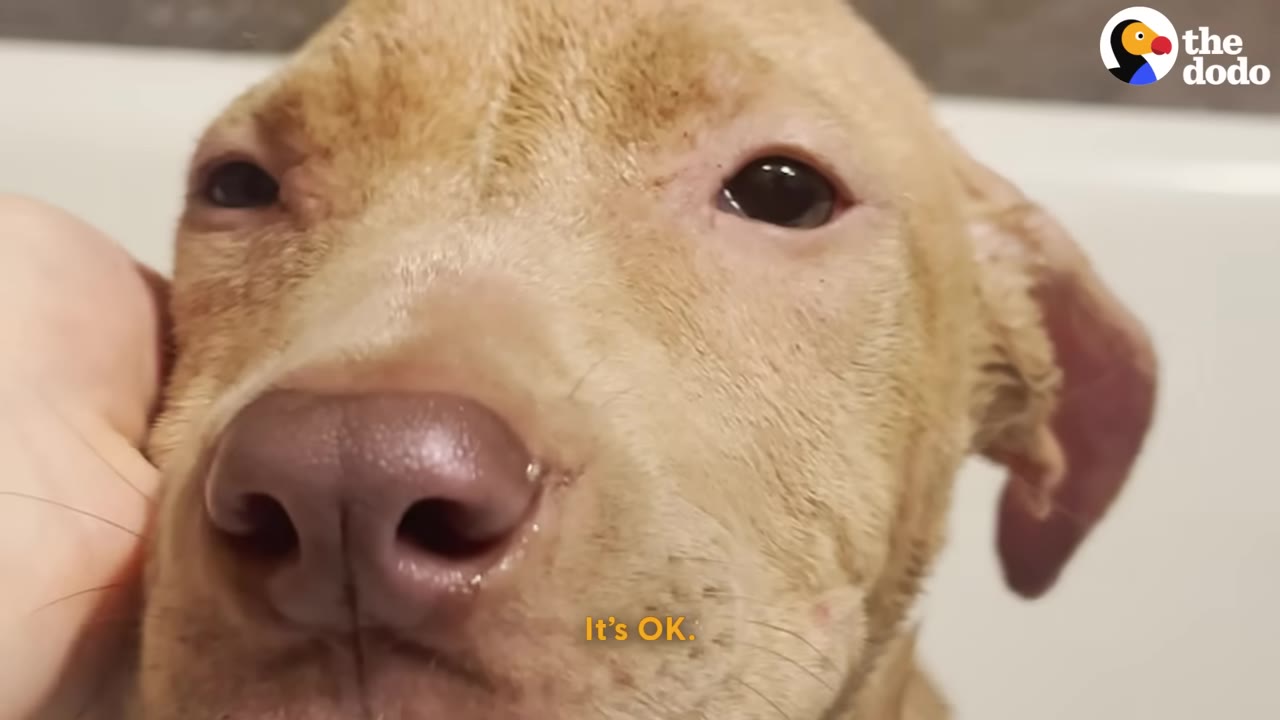 A close-up shot of a light brown dog's face being gently cradled by a human hand, with soft eyes looking towards the camera.
