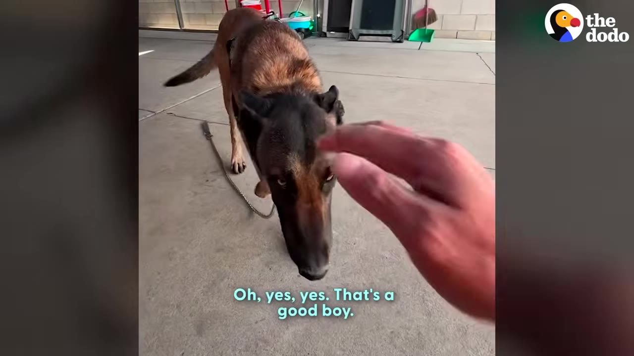 A German Shepherd dog leans forward to receive a gentle pet from a trainer's hand.