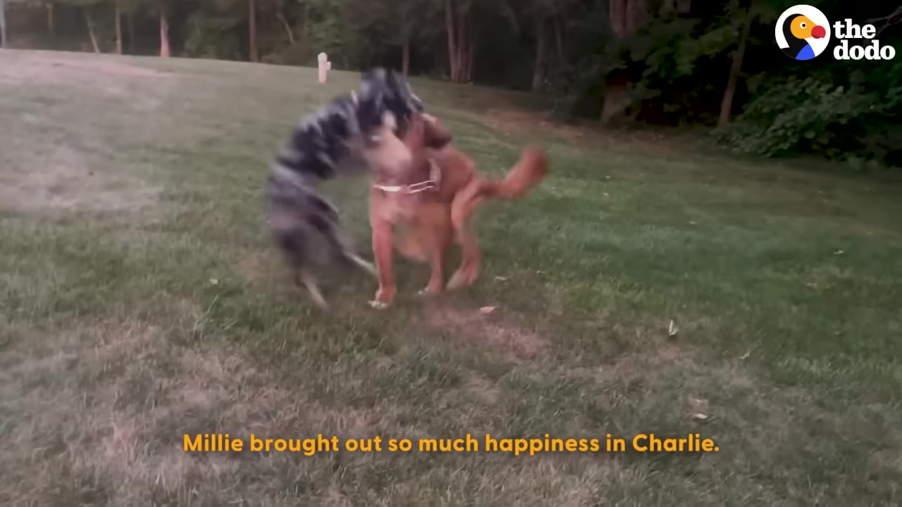 A golden dog and a merle dog playfully wrestling on a grassy lawn.