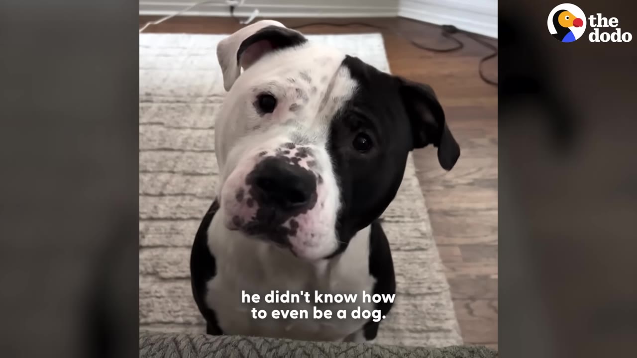 A black and white dog tilts its head and looks directly at the camera while sitting on a rug indoors.