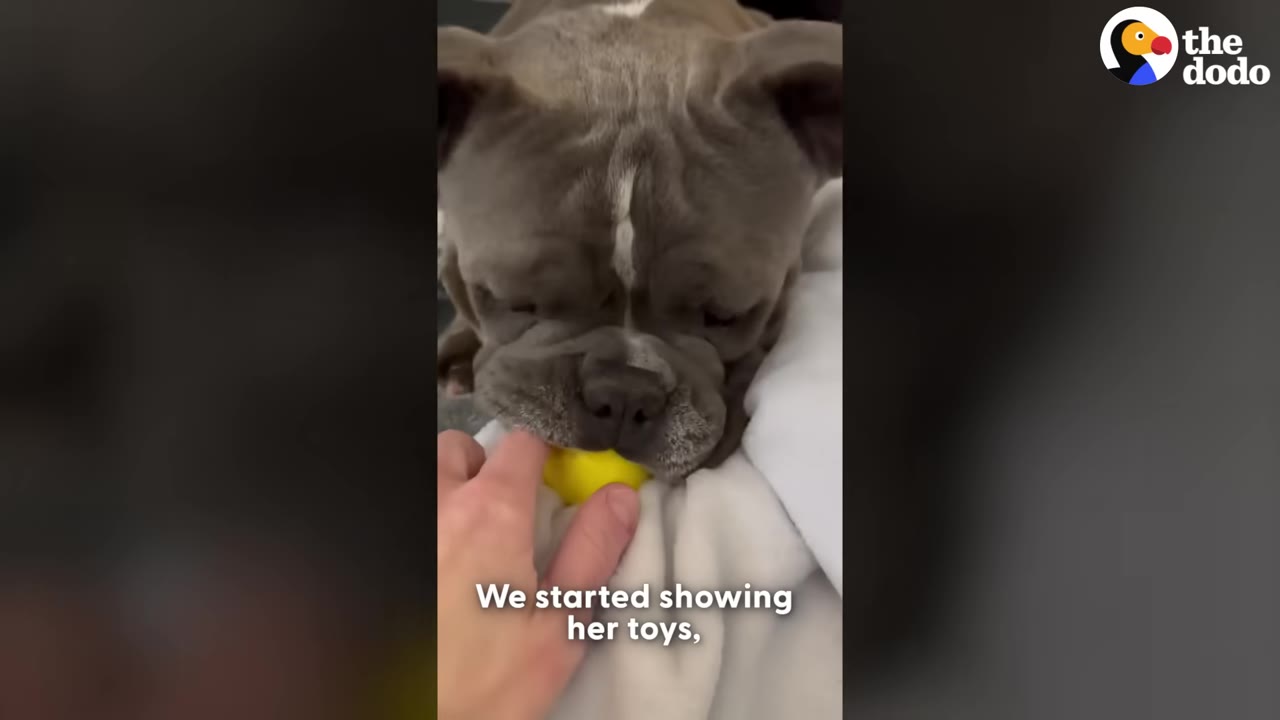 A close-up of a grey bulldog gently holding a small yellow ball in her mouth as a hand touches her chin.