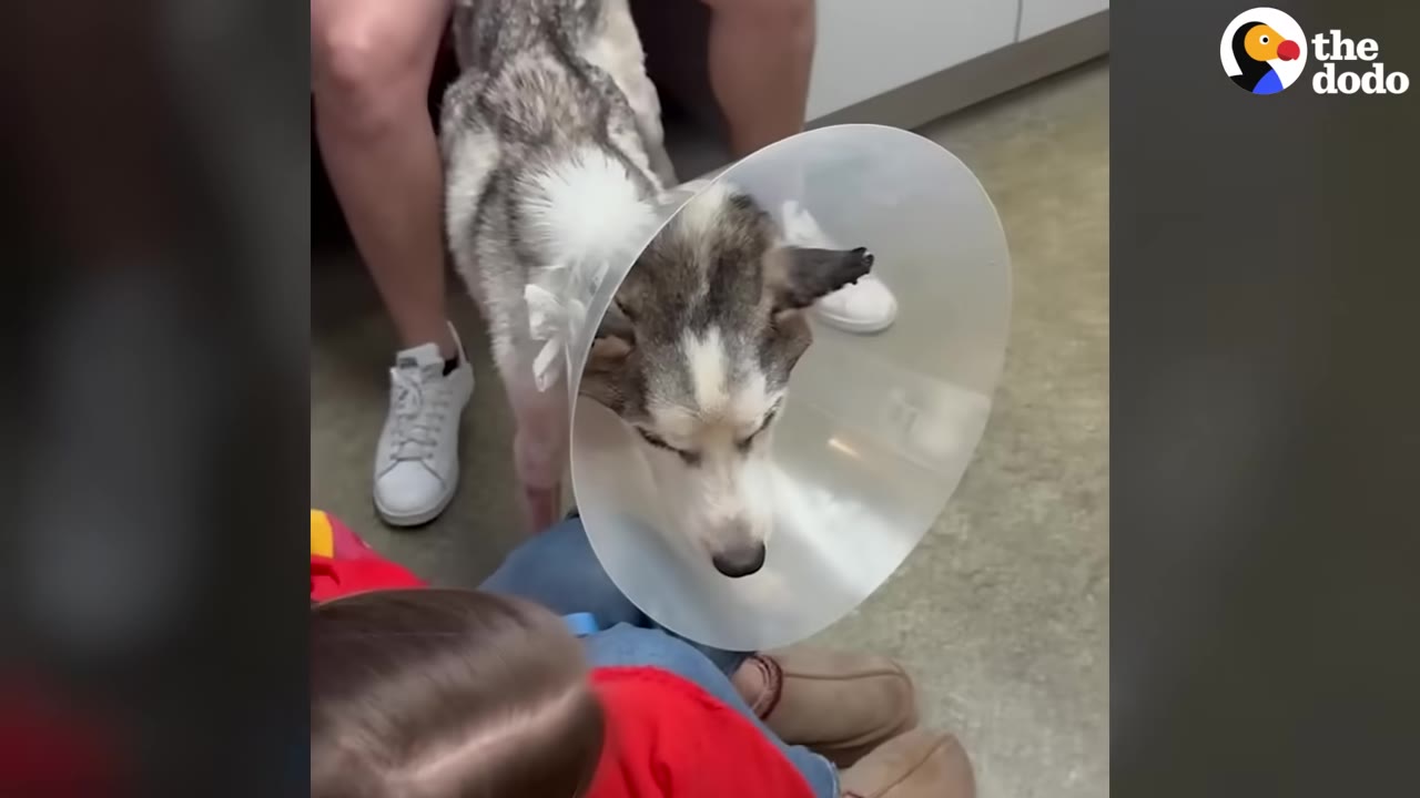 A husky wearing a clear plastic medical cone stands in a clinic near a person's legs.