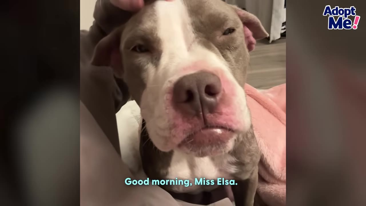 A close-up of Elsa, a grey and white pit bull mix, looking up with soft, soulful eyes as a hand gently pets her head.