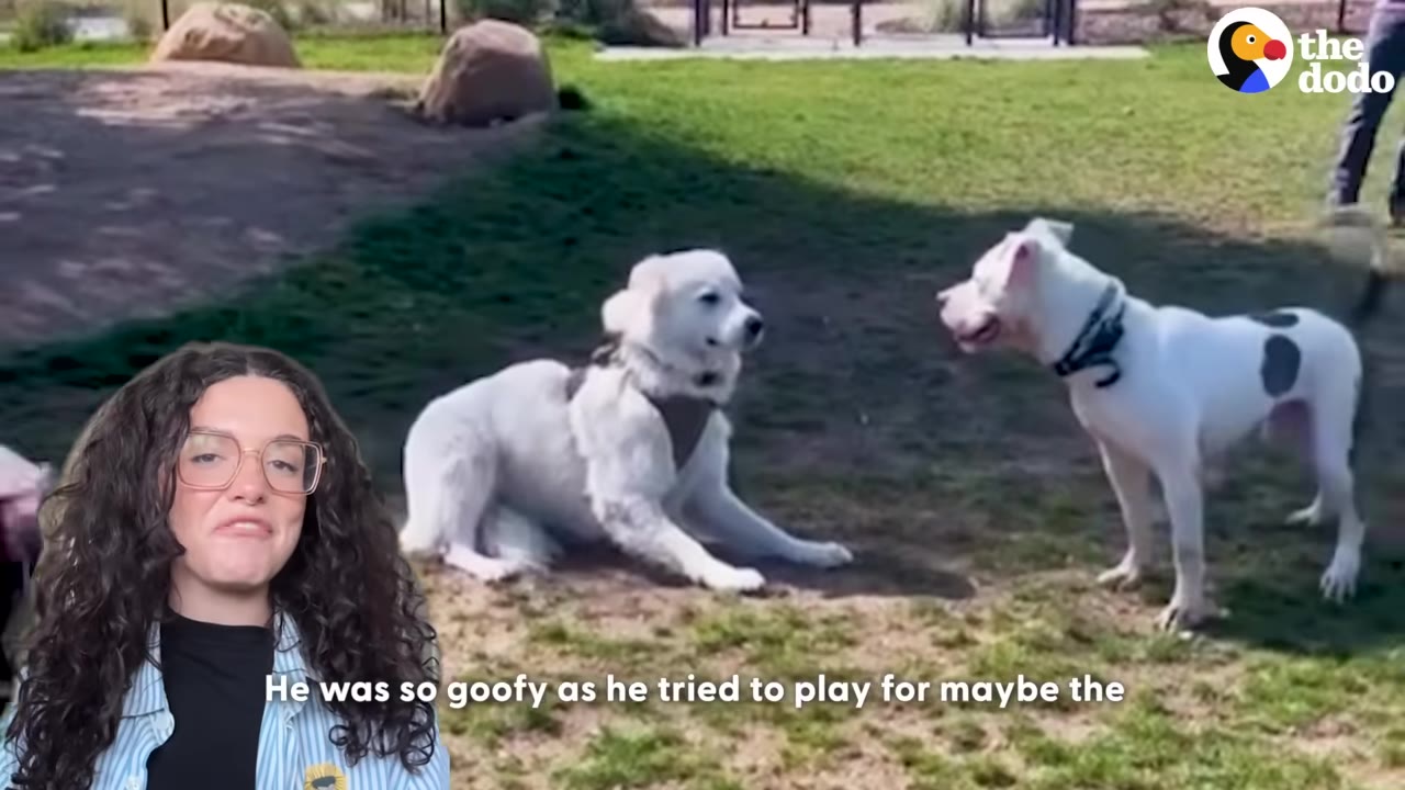 A fluffy white dog lying on the grass looks at a white dog with a dark spot on its side standing nearby.