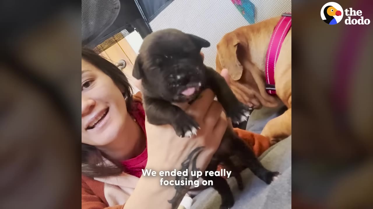 A smiling woman holding up a small black puppy with its tongue slightly out, while a larger brown dog stands in the background.