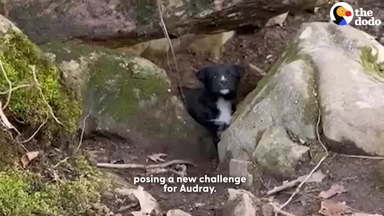 A small black and white puppy peeks out timidly from a crevice between large mossy rocks.
