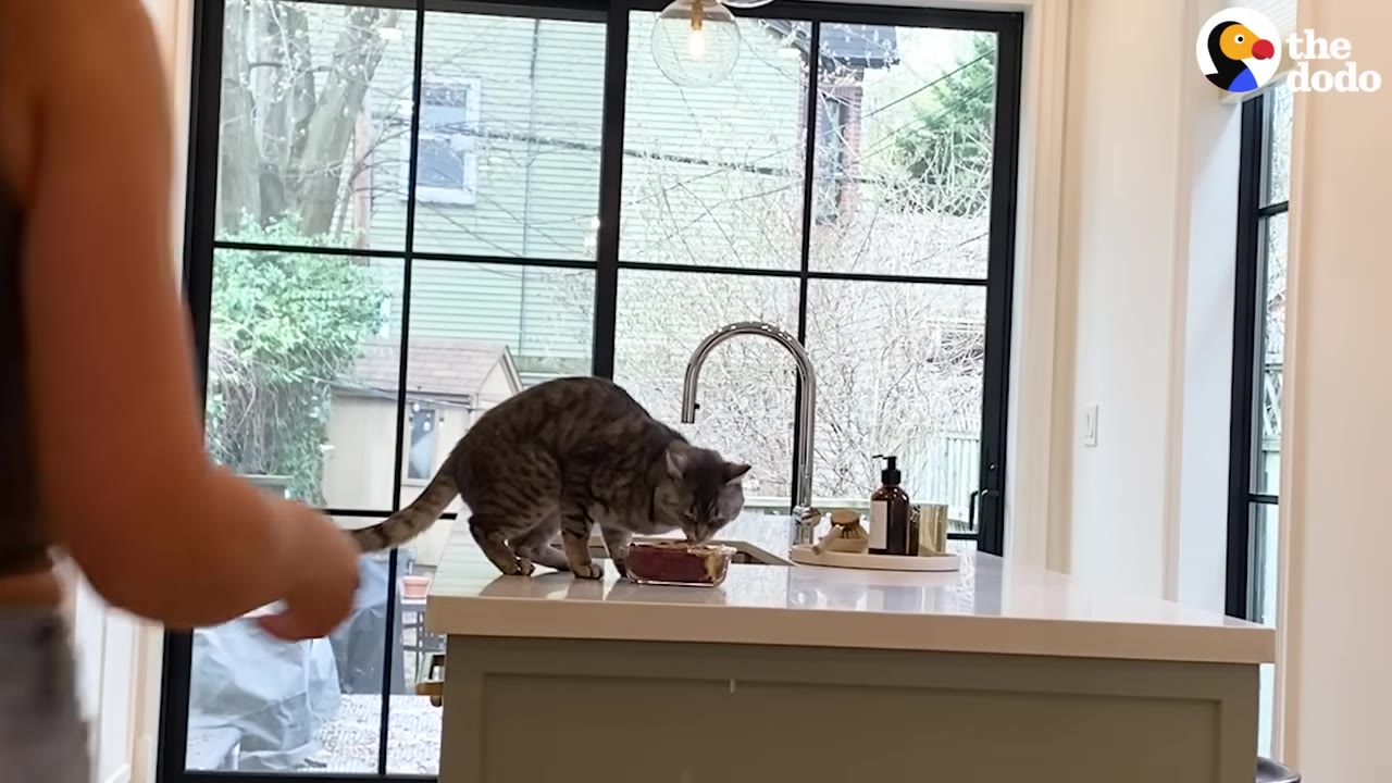 A tabby cat stands on a kitchen island counter next to the sink, eating food directly from a dish.