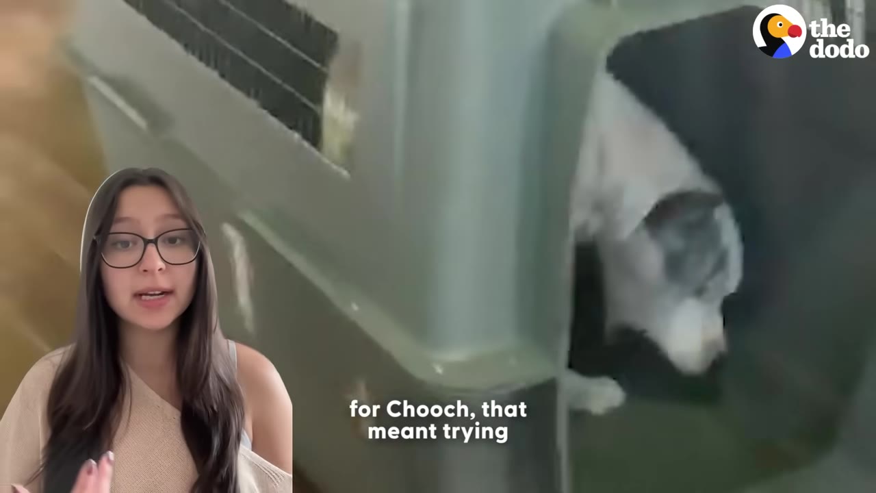 A split screen showing a young woman with glasses speaking on the left, and a white and grey dog inside a large plastic pet carrier on the right.