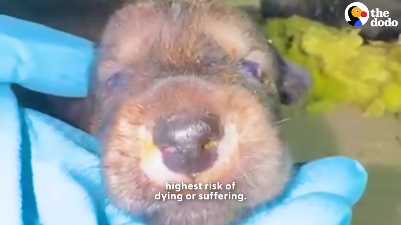 A close-up of a tiny puppy being held gently in blue-gloved hands.