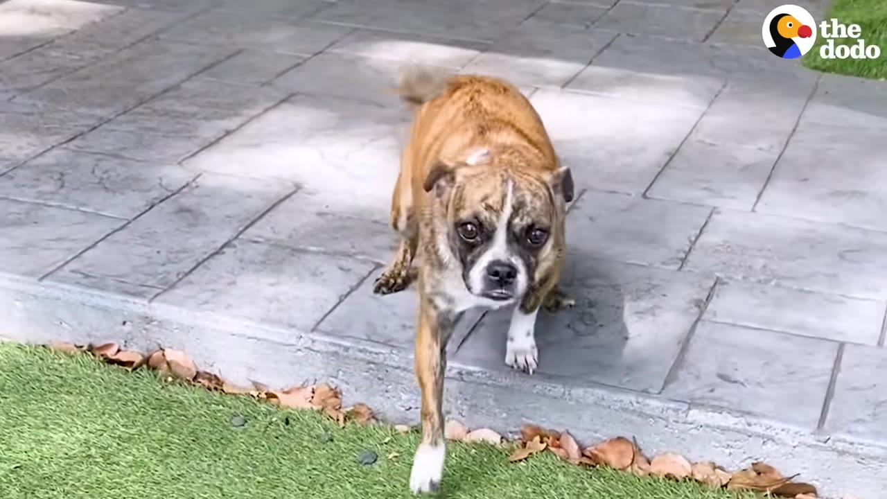 A brindle and white dog stands cautiously on a stone patio, looking forward with wide, hesitant eyes.