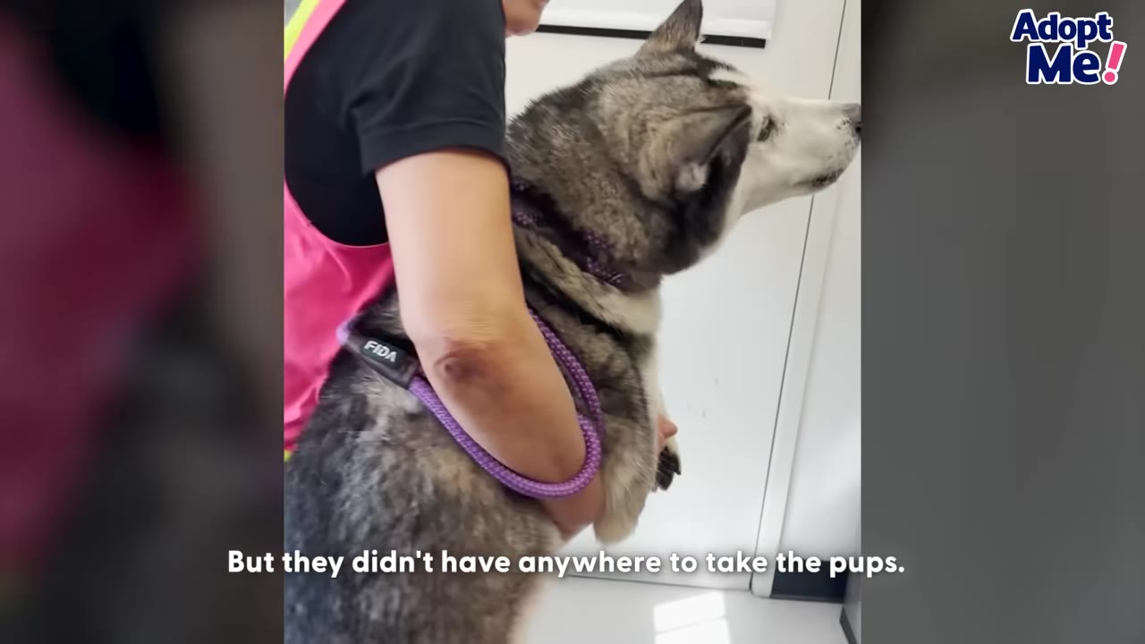 A person in a pink safety vest carries a grey and white husky indoors.