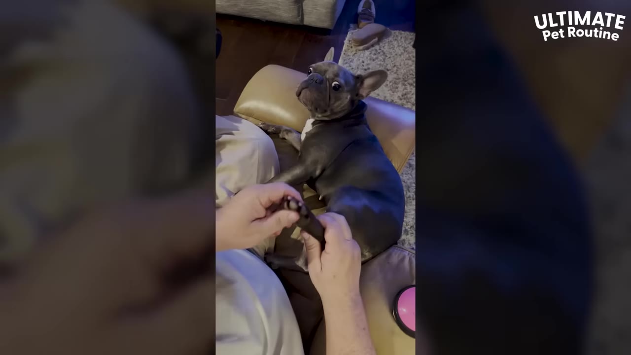 A French bulldog lies on a tan leather chair while a person gently massages its back paw.