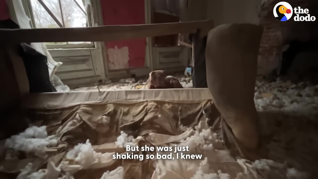 A small brown dog huddles behind overturned furniture amidst white stuffing and debris inside a ruined room.