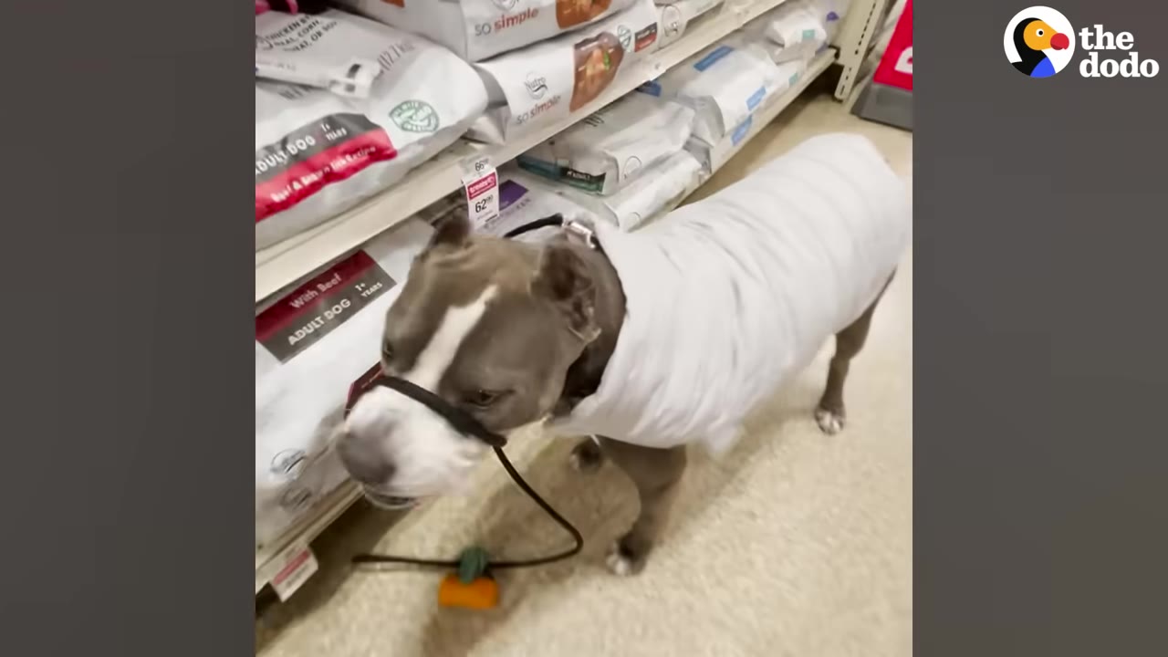 A gray and white pit bull-type dog wearing a white puffer jacket stands in a pet store aisle next to shelves of dog food.