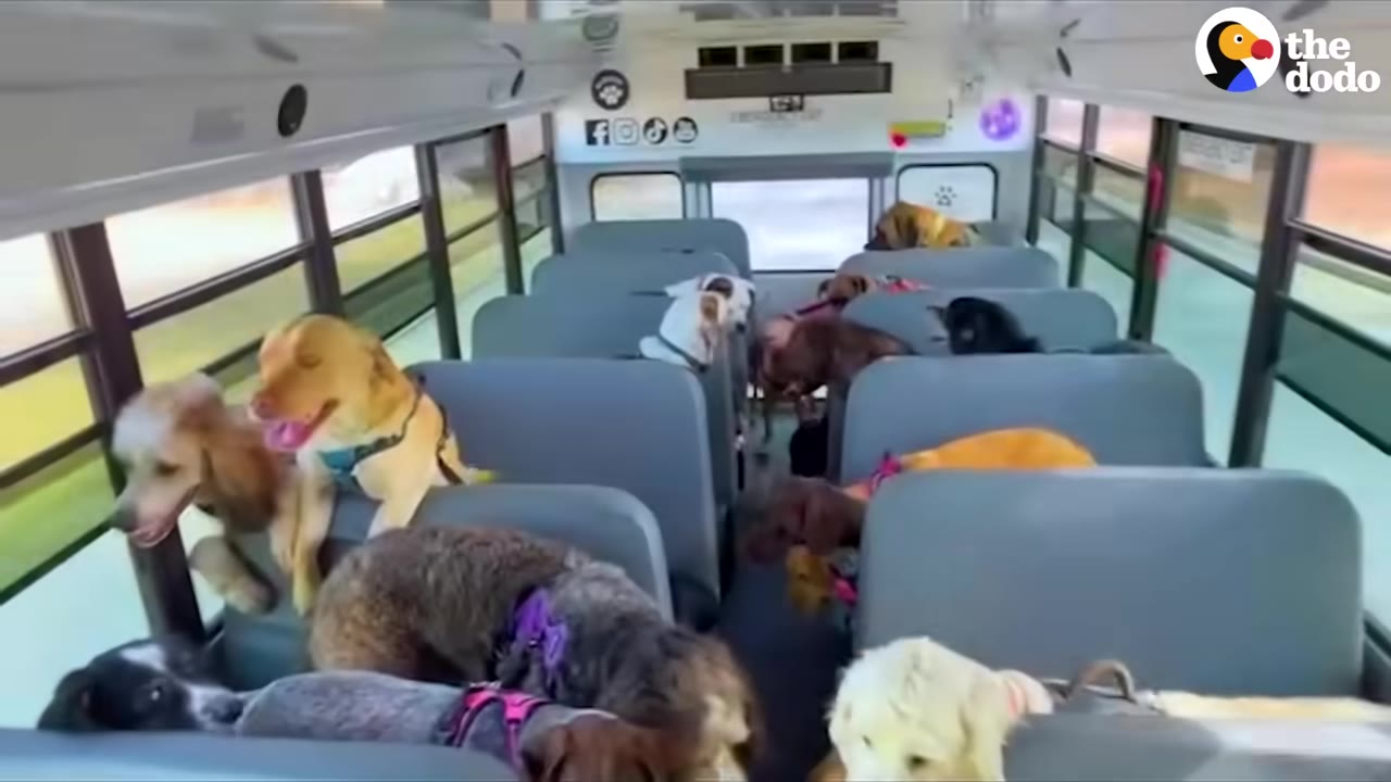 A group of various dogs sitting on the seats of a school bus.