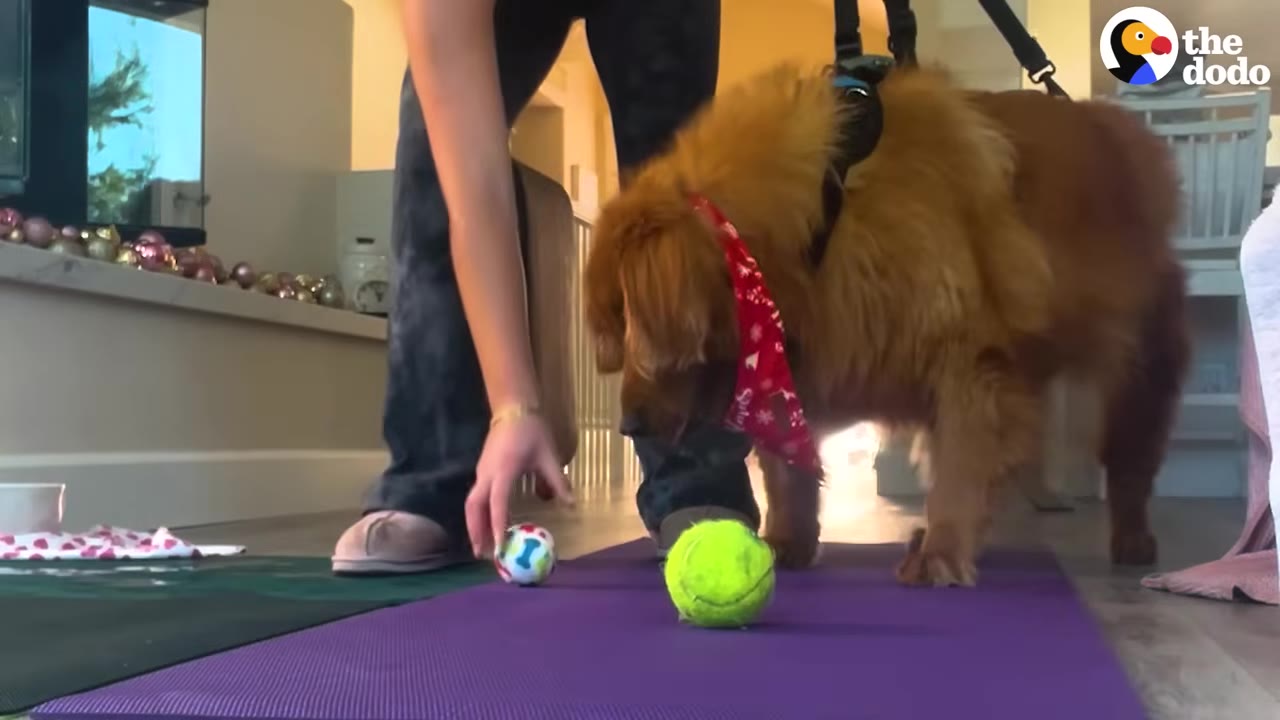 A golden retriever wearing a red bandana stands on a purple mat, looking down at a bright green tennis ball on the floor.