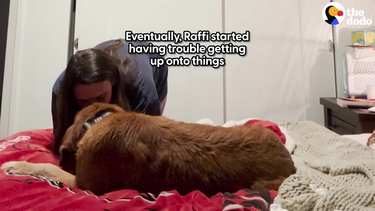 A golden retriever lies on a red blanket on a bed as a person leans over to comfort him.