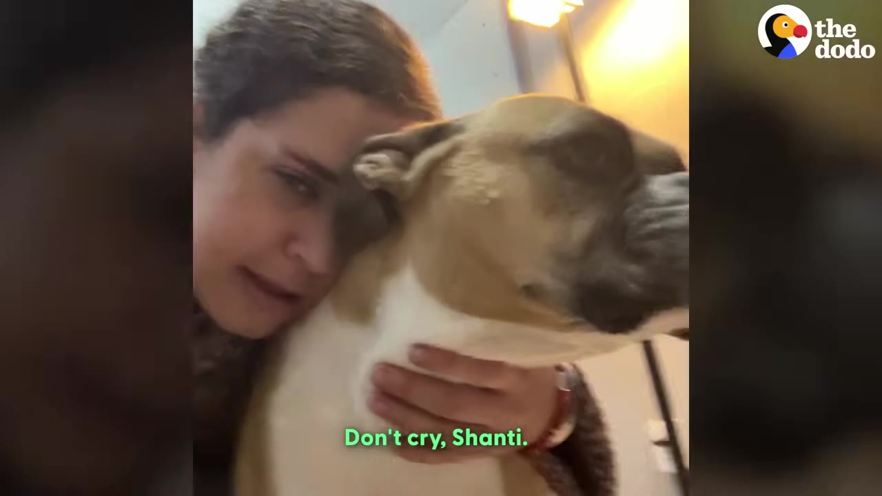 A woman with short dark hair gently hugs a tan and white dog, comforting her.