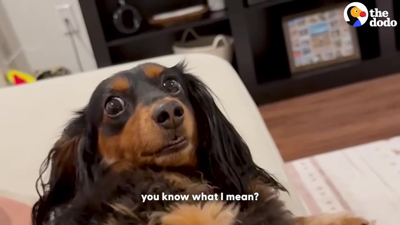 A close-up of a long-haired dachshund lying on its back, looking up with wide, dramatic eyes.