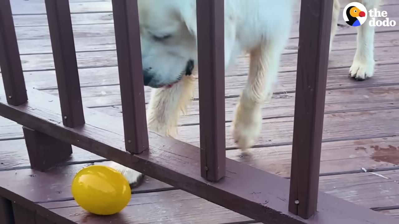 A fluffy white dog stands on a wooden deck behind a railing, looking down at a bright yellow, egg-shaped toy.