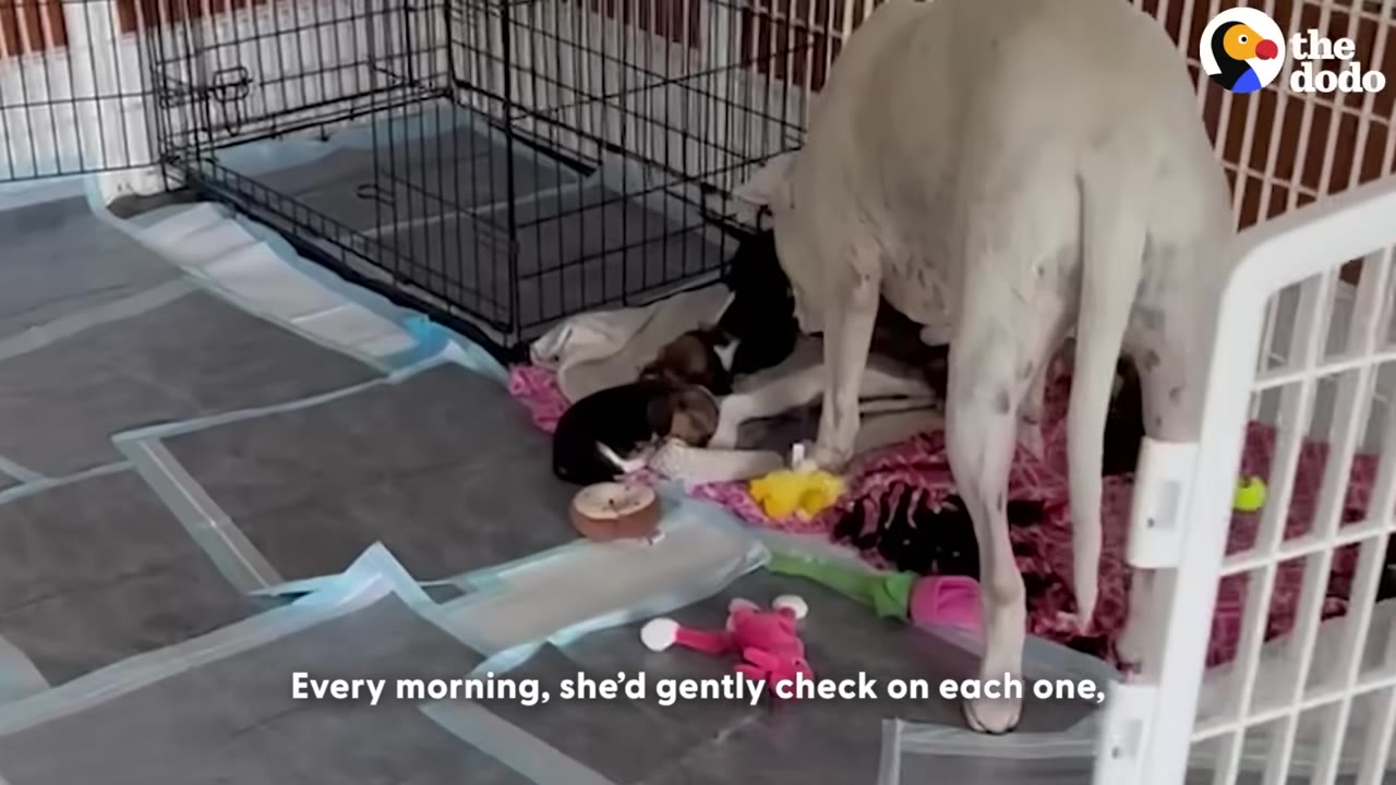 A large white dog stands gently over a group of small puppies resting on blankets next to a wire crate.