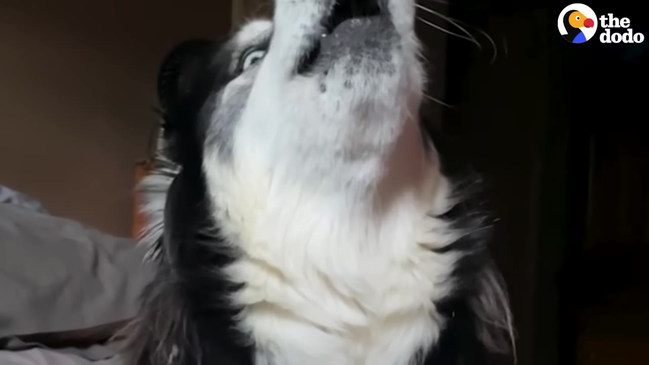 A close-up shot of a black and white dog looking up with its mouth open as if howling or barking.
