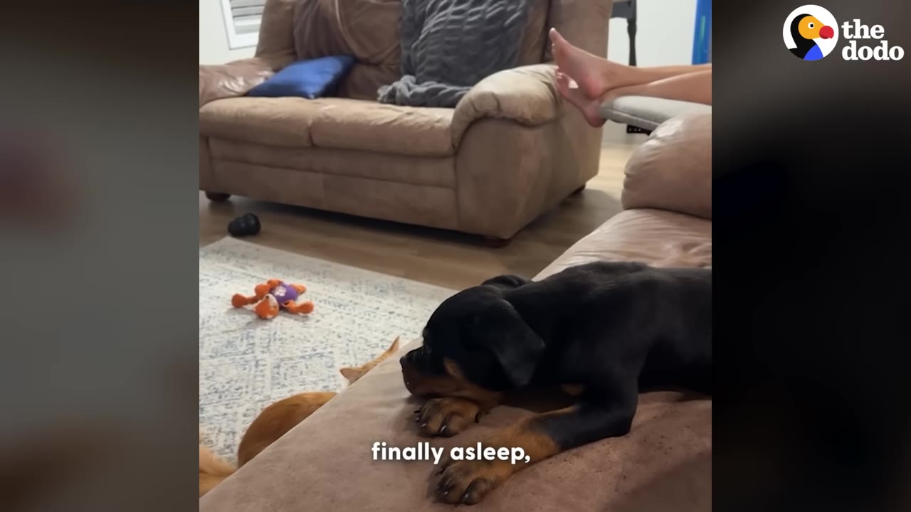 A black and tan puppy rests its head on the arm of a brown couch, while the ears of an orange cat peek up from below the couch.