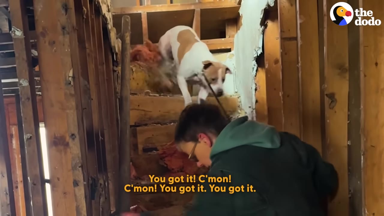 A white and brown dog on a leash hesitantly stands on a dilapidated wooden staircase while a person in a green jacket coaxes them from below.