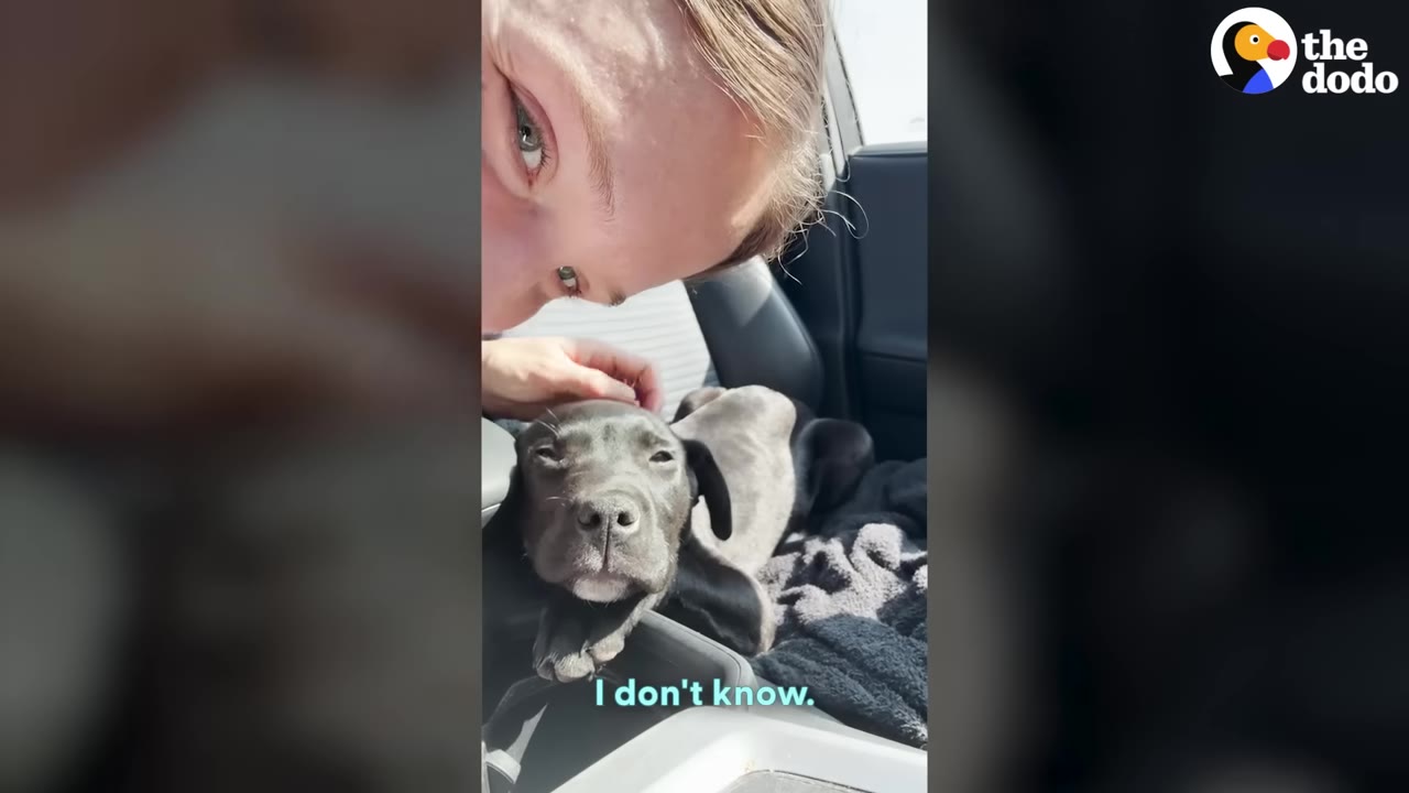 A woman looks down with concern at a small black puppy resting on a car seat next to her.