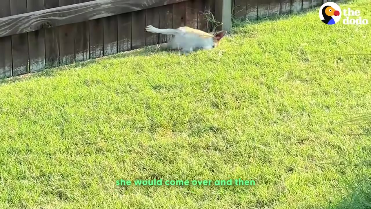 A small white and tan dog squeezing under a wooden fence in a grassy yard, with its hind legs and tail visible.