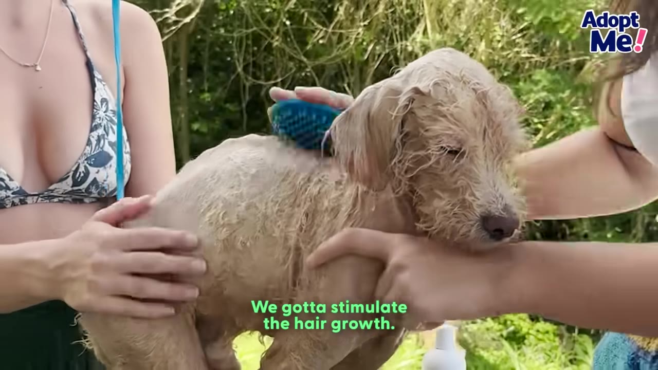 A wet, light brown dog is being gently held and brushed with a blue brush by two people outdoors.