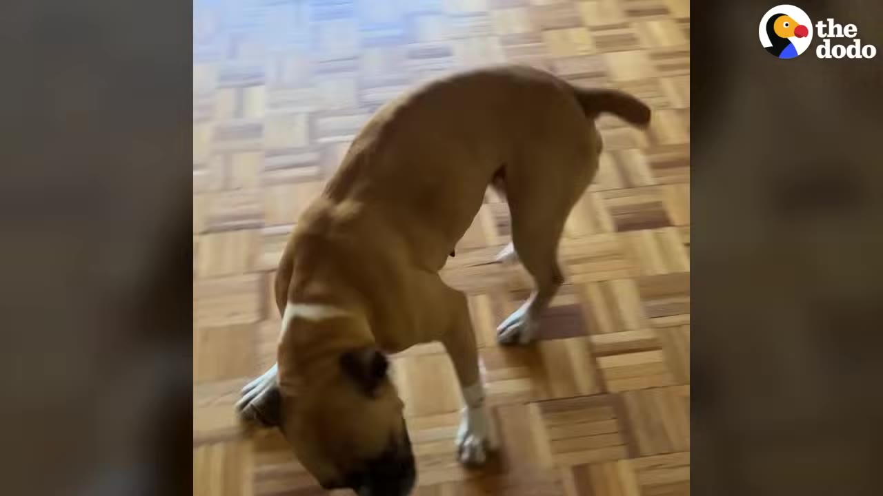 A tan and white dog standing on a wooden parquet floor, looking down.
