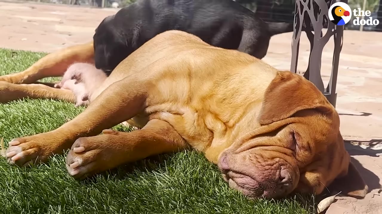 A large tan dog lies sleeping on green grass while a small black puppy nurses beside her.