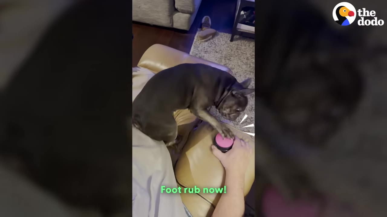 A grey French bulldog presses a pink button on a tan leather couch with its paw, with the text 'Foot rub now!' displayed on the screen.
