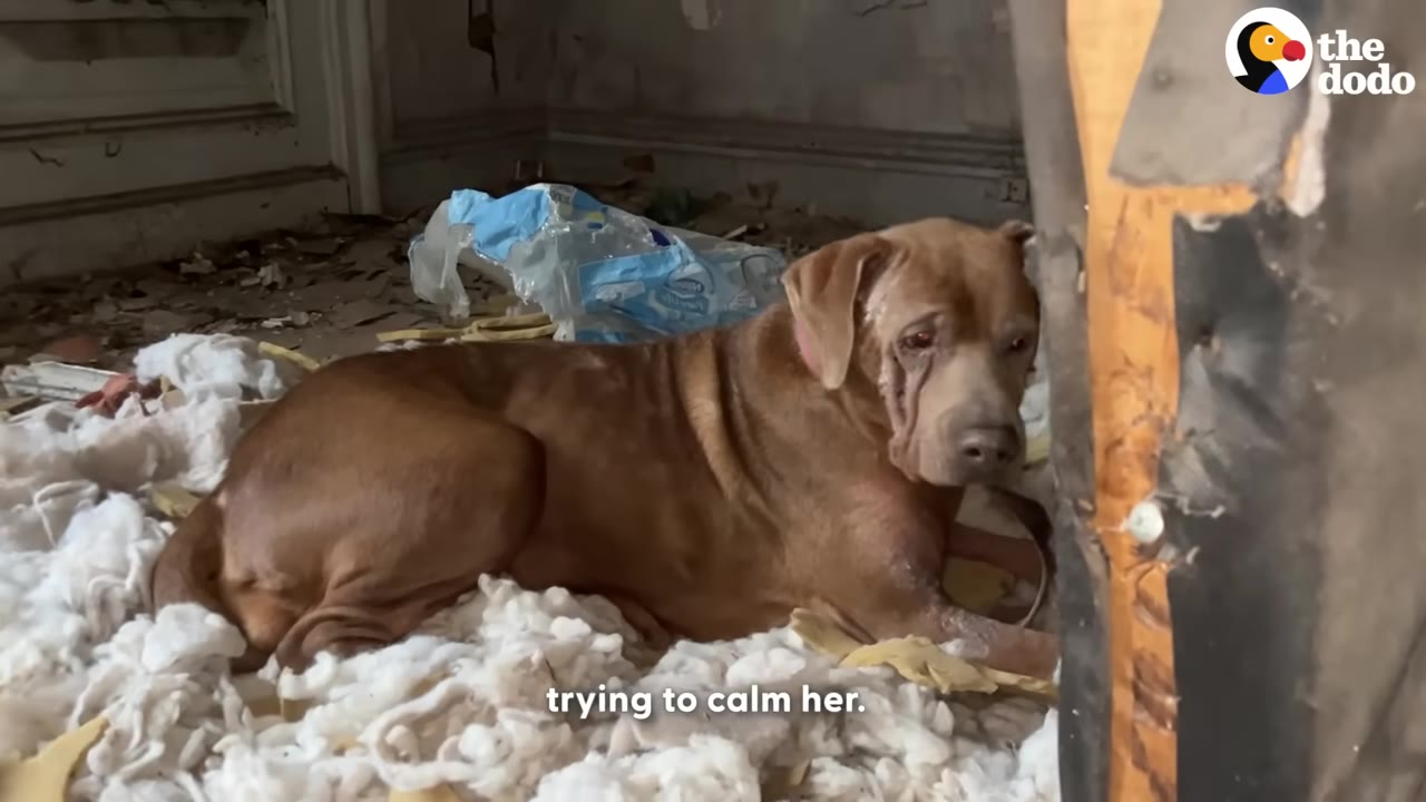 A brown dog lies amidst white stuffing on the floor of a messy room, looking up with a sad and frightened expression.