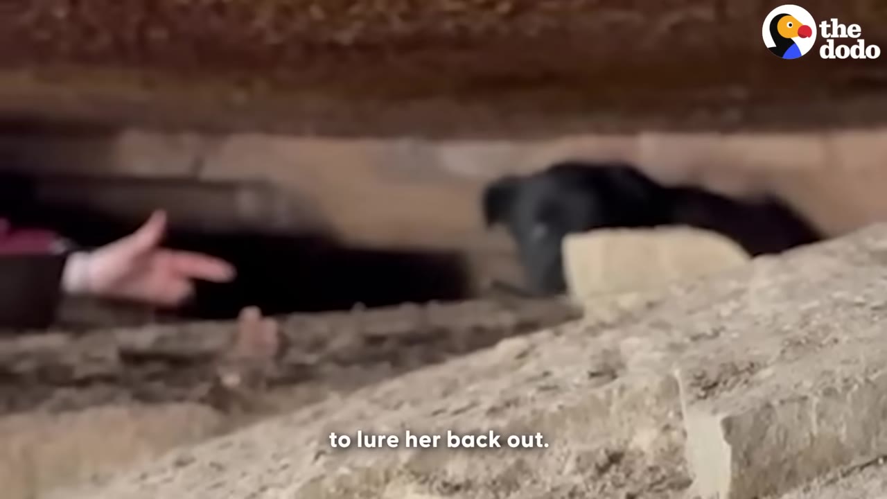 A black dog is seen deep inside a very narrow, low-ceilinged stone crevice, while a hand reaches in from the left trying to coax her out.