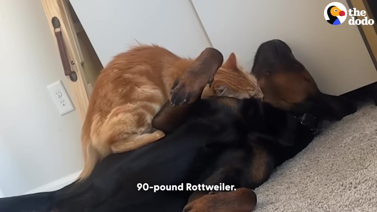 An orange cat sits on top of a black Rottweiler lying on a carpeted floor.