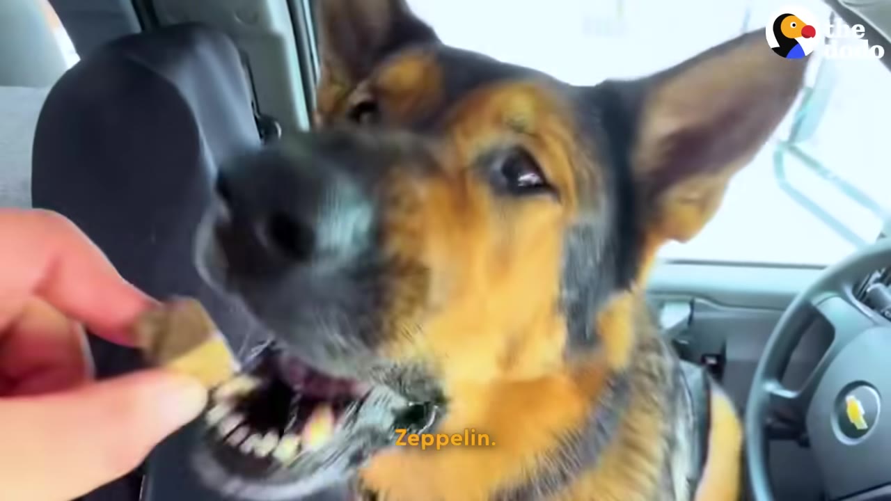 A close-up shot of a German Shepherd dog named Zeppelin inside a vehicle, receiving a treat from a person's hand.