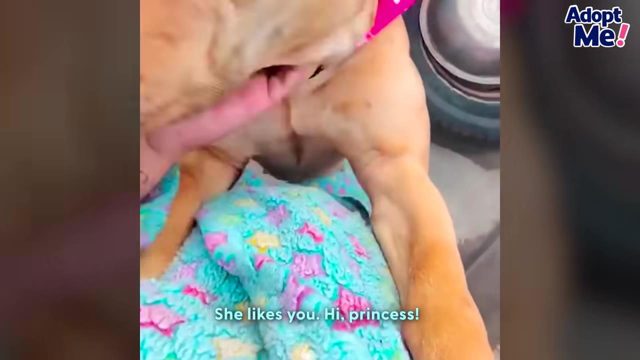 A tan dog leans forward to lick and cuddle with a person wearing a colorful patterned shirt.