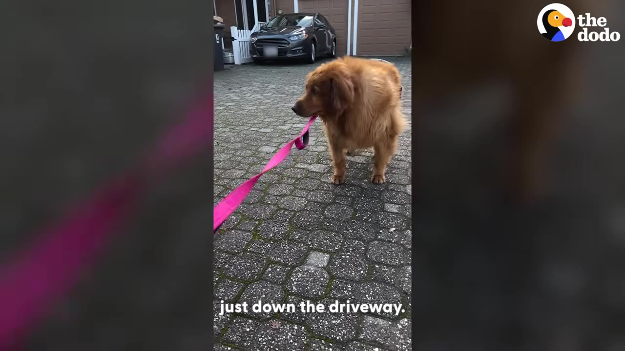 A golden retriever stands on a paved driveway holding a pink leash in its mouth.