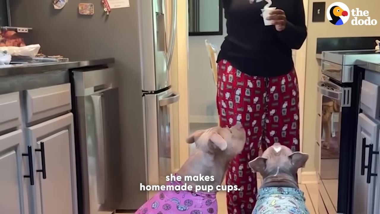 A woman in red patterned pajama pants stands in a kitchen holding a small white cup, while two dogs wearing colorful pajamas look up at her expectantly.