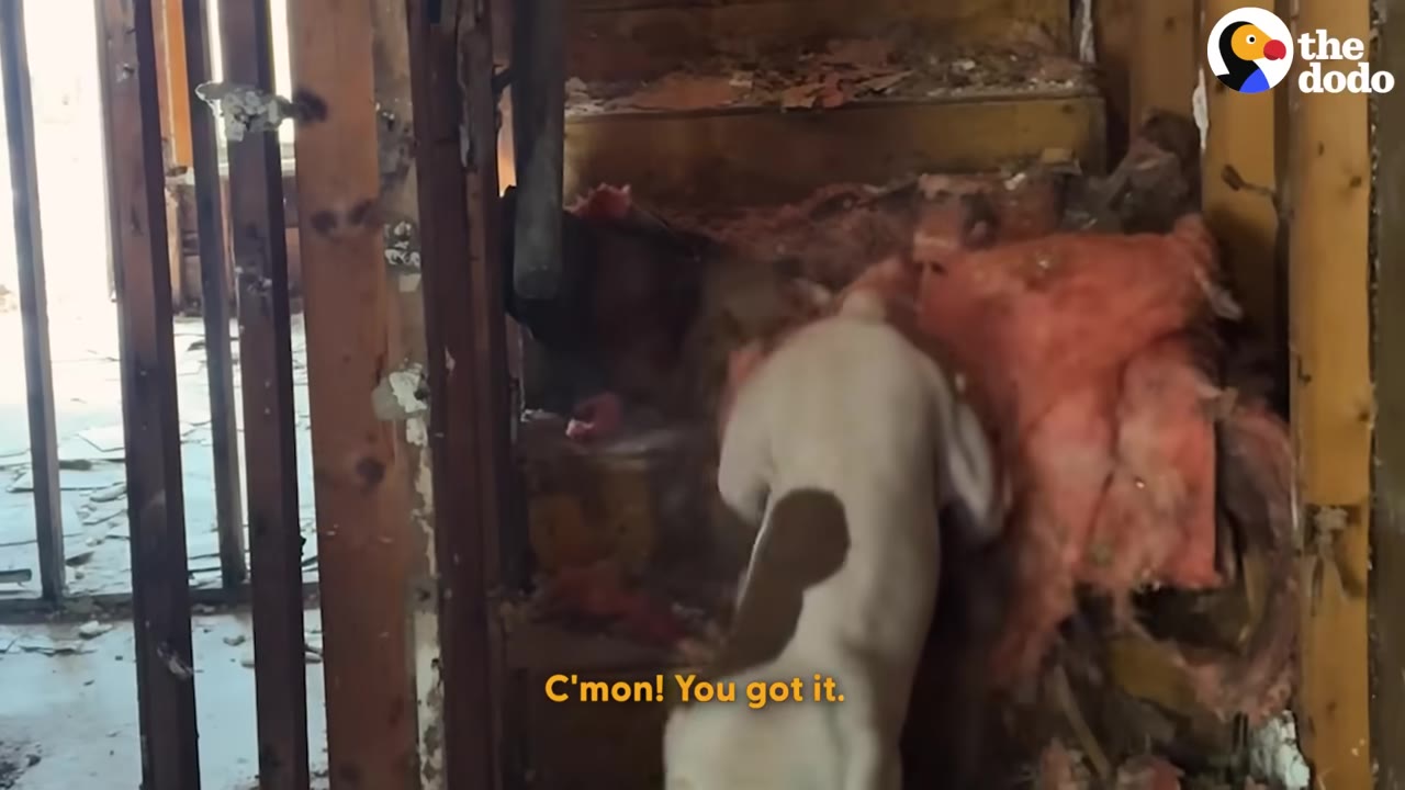 A white dog with a brown patch on its back climbs up a cluttered staircase in a damaged building, with yellow text on the screen reading 'C'mon! You got it.'