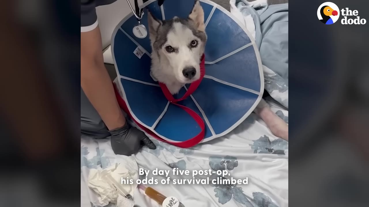 A husky dog wearing a blue protective medical cone lies on a floral-patterned bed next to a veterinary worker wearing a grey glove.