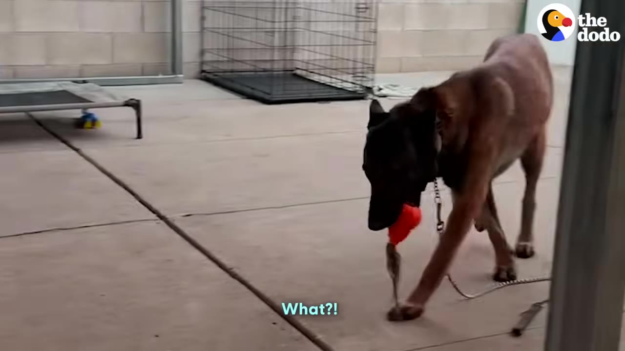 A brown dog walks across a concrete patio carrying a red toy in its mouth.