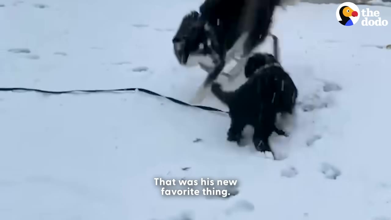 A black and white Husky and a small black dog playing together in the snow.
