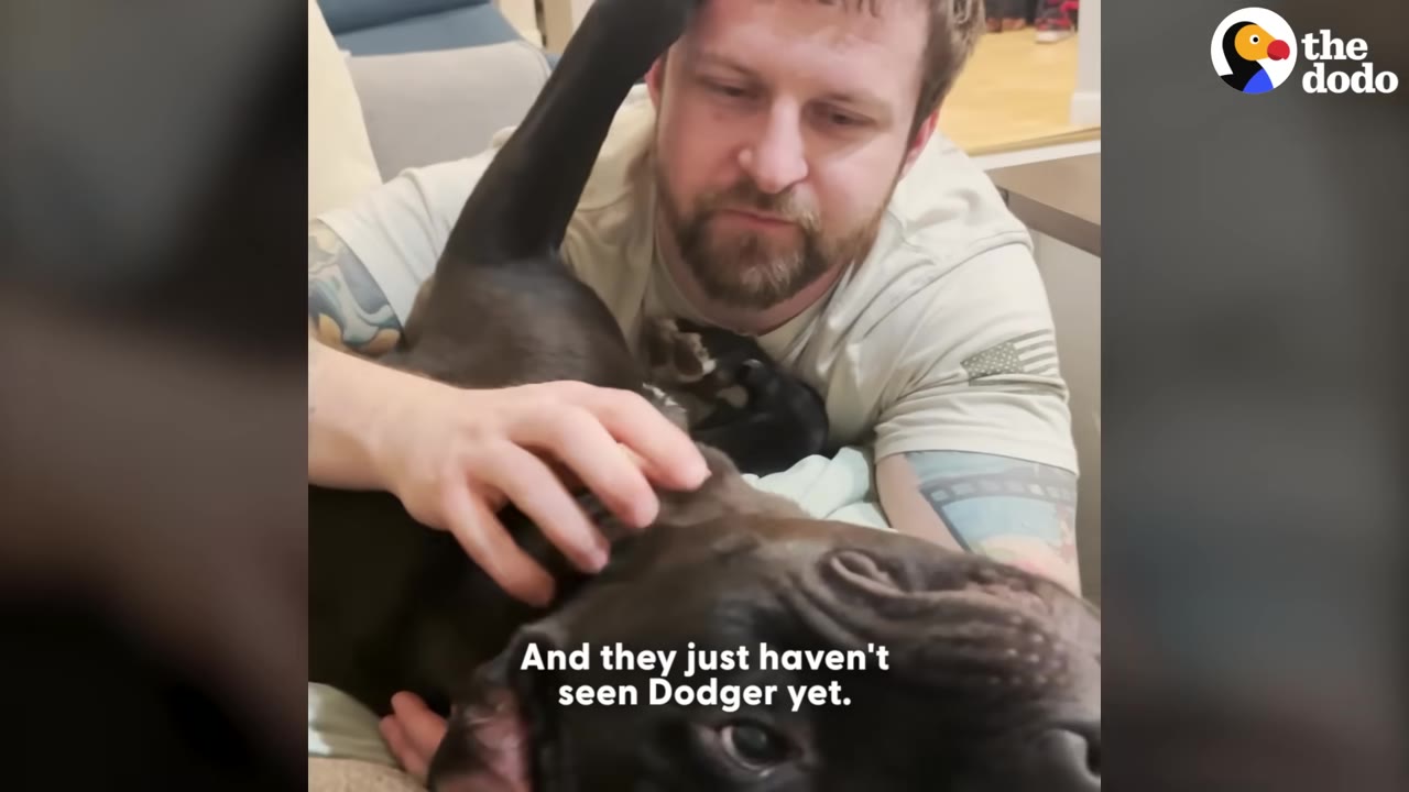 A man with tattoos gently pets a black dog named Dodger who is lying on his back.