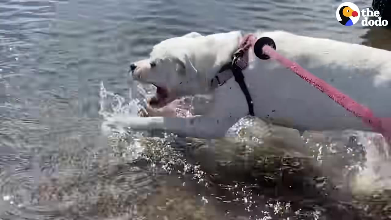 A white dog wearing a pink leash and black harness splashes excitedly in shallow water.