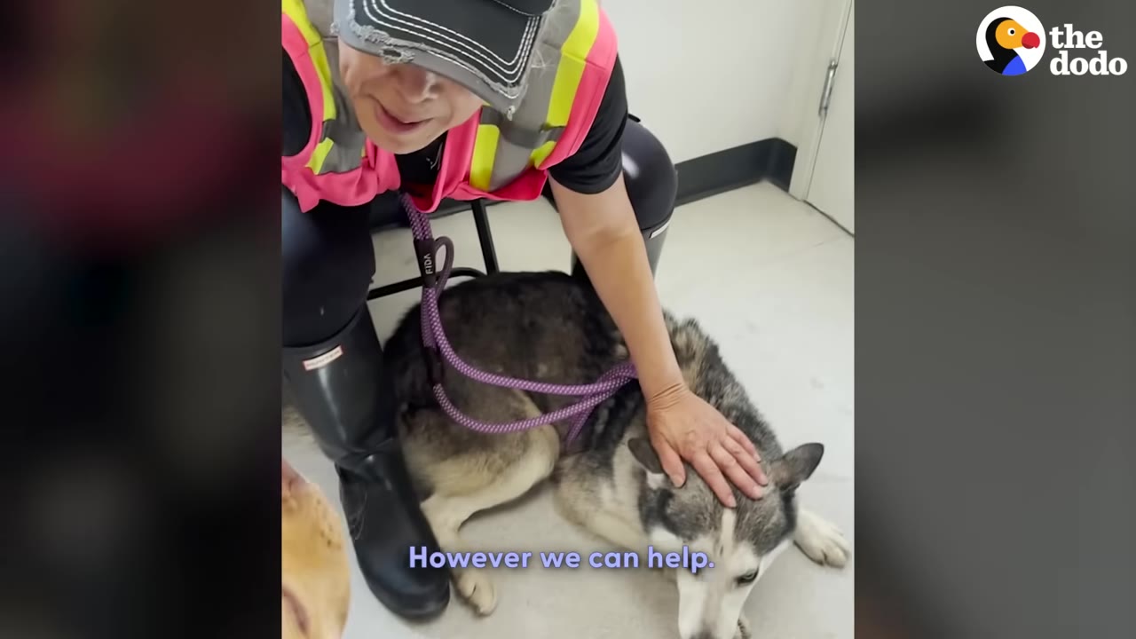 A person wearing a pink safety vest and a black cap gently pets a husky-like dog lying on the floor with a purple leash.