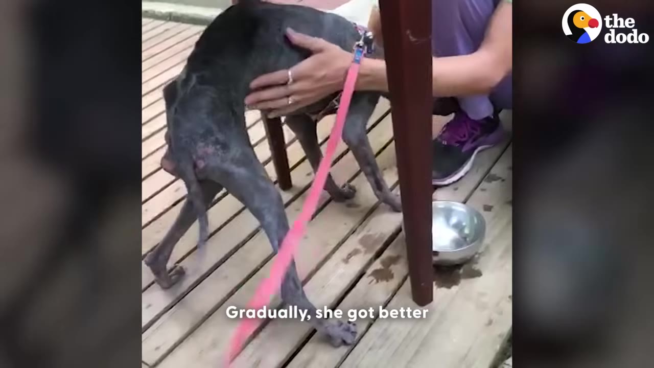 A person gently pets a thin, dark-skinned dog with hair loss standing on a wooden deck next to a metal bowl.