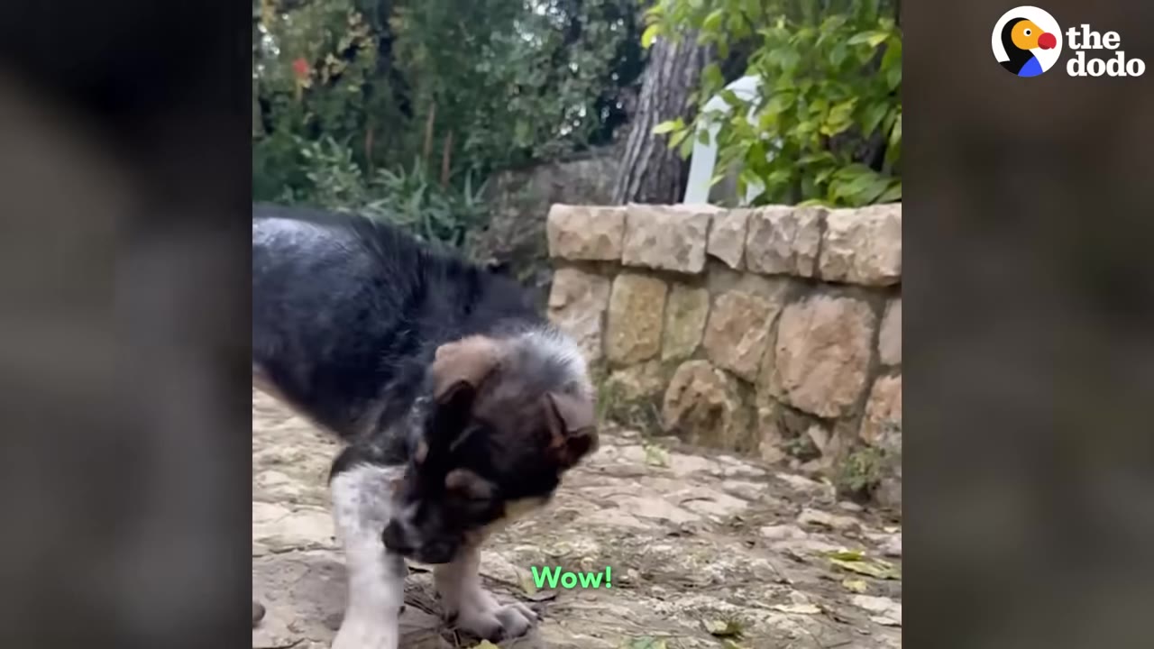 A small black and tan puppy sniffs the stone-paved ground in an outdoor garden with stone walls and green foliage.